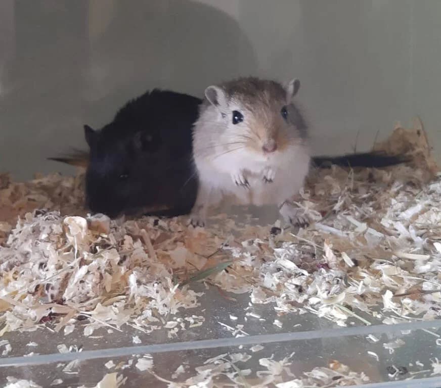 Broertjes Browny en Vincent, male Mixed Breed for adoption at Het Knagertje – Knaagdierenopvang