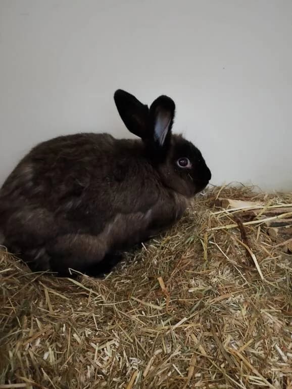Browny is op zoek naar een mooie dame, male Mixed Breed for adoption at Het Knagertje – Knaagdierenopvang