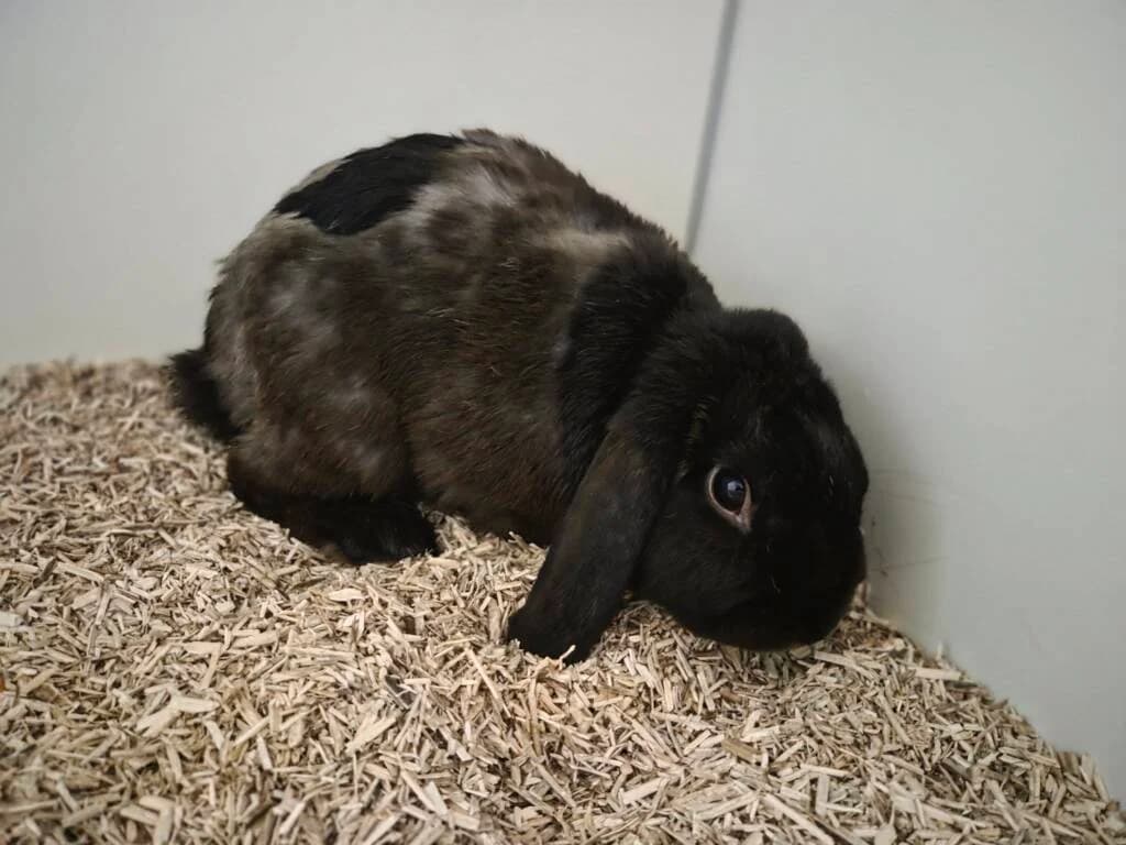 Caspain werd als voetbal gebruikt, male Mixed Breed for adoption at Het Knagertje – Knaagdierenopvang