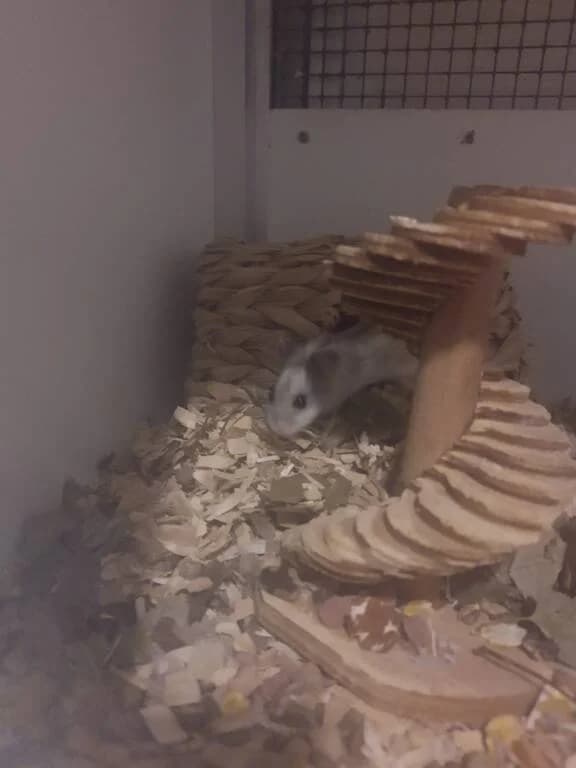 Chinese dwerghamster Troetel, male Mixed Breed for adoption at Het Knagertje – Knaagdierenopvang