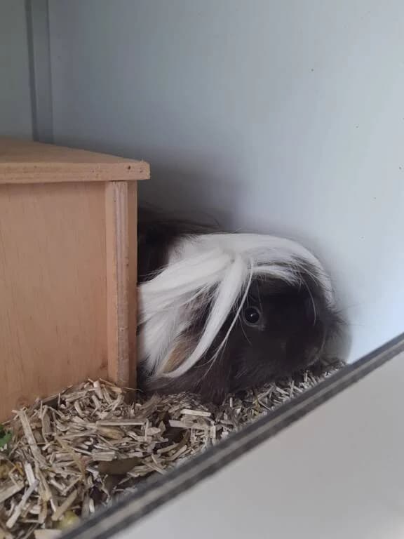 Chocolaatje zoekt lief bonbonnetje, male young Mixed Breed for adoption at Het Knagertje – Knaagdierenopvang