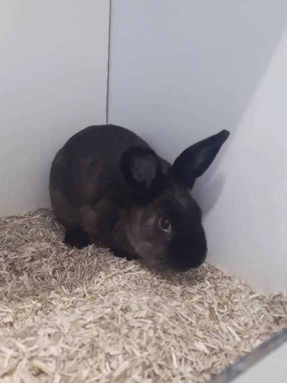 Cinnamon op zoek naar vriendin, male Mixed Breed for adoption at Het Knagertje – Knaagdierenopvang