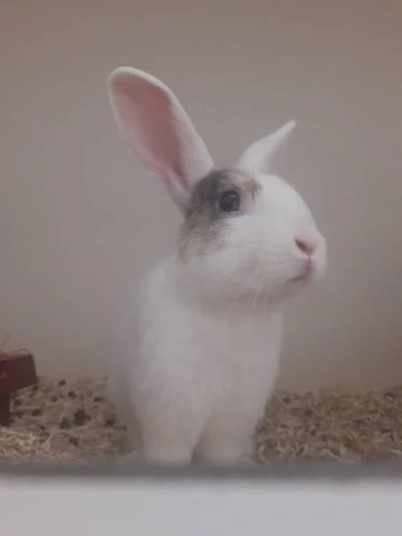 Coco zoekt Chanel, male Mixed Breed for adoption at Het Knagertje – Knaagdierenopvang