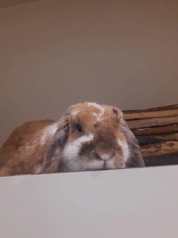 Denti is gedumpt, male Mixed Breed for adoption at Het Knagertje – Knaagdierenopvang