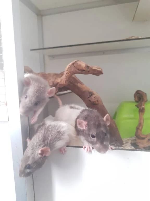 Donatello, Leonardo, Raphael en Michelangelo, male Mixed Breed for adoption at Het Knagertje – Knaagdierenopvang