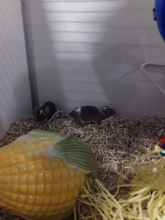 Druif en Kiwi (v), young Mixed Breed for adoption at Het Knagertje – Knaagdierenopvang