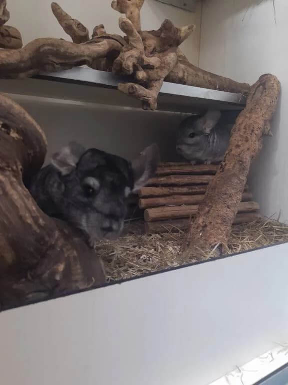 Eros en Odin, male Mixed Breed for adoption at Het Knagertje – Knaagdierenopvang