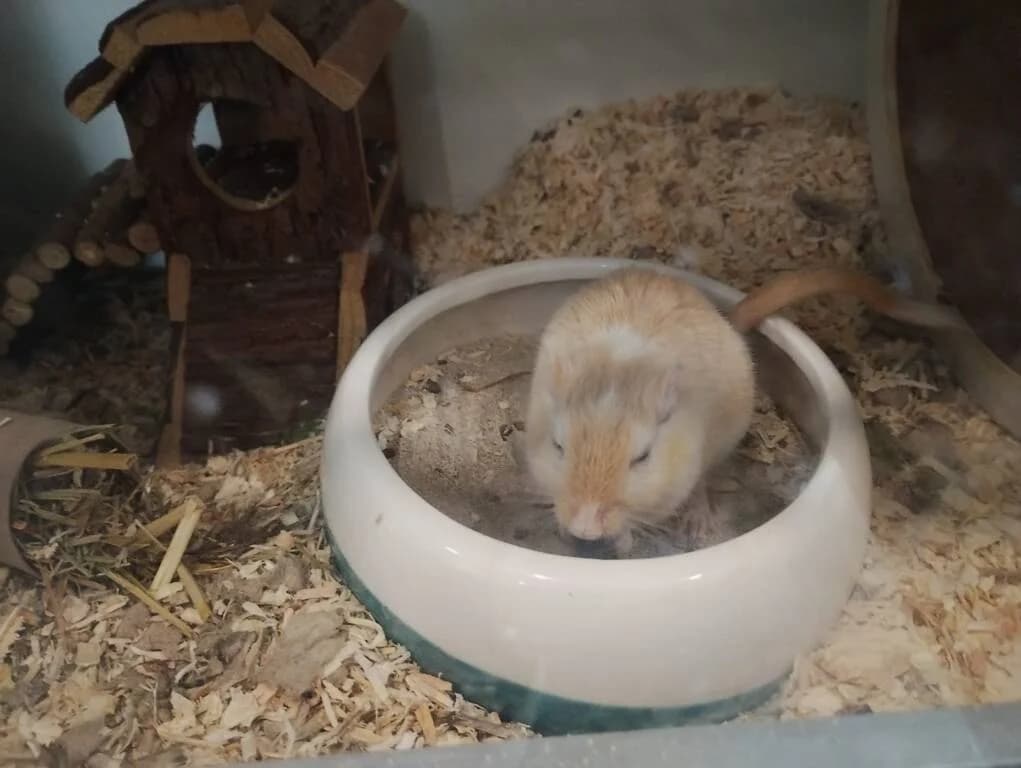 Frodo op zoek naar maatje, male Mixed Breed for adoption at Het Knagertje – Knaagdierenopvang