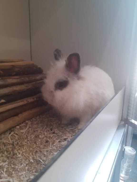 Gevonden konijntje, female Mixed Breed for adoption at Het Knagertje – Knaagdierenopvang