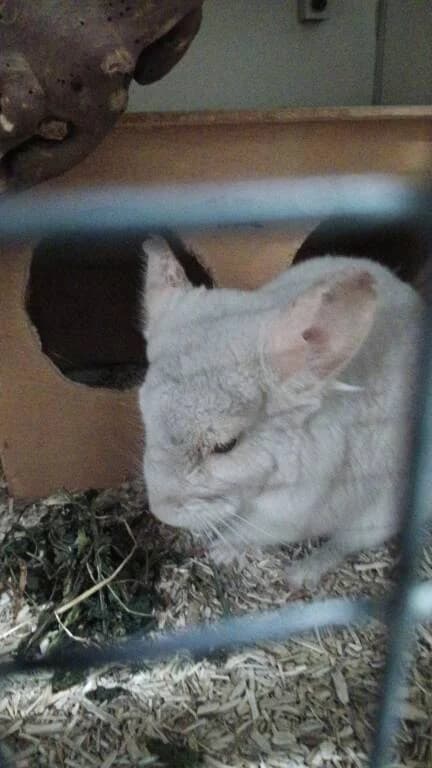 Gohan mag op zoek naar een fijn thuis, male Mixed Breed for adoption at Het Knagertje – Knaagdierenopvang