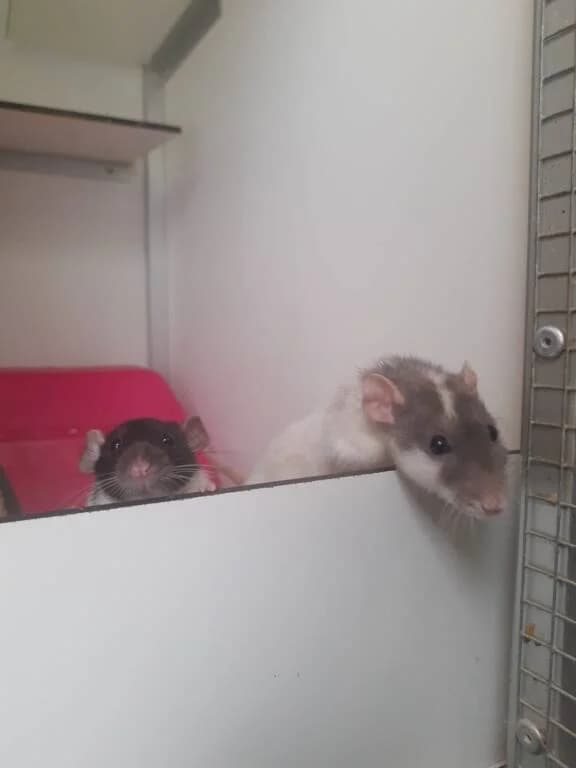 Groep van 10 mannen, male Mixed Breed for adoption at Het Knagertje – Knaagdierenopvang