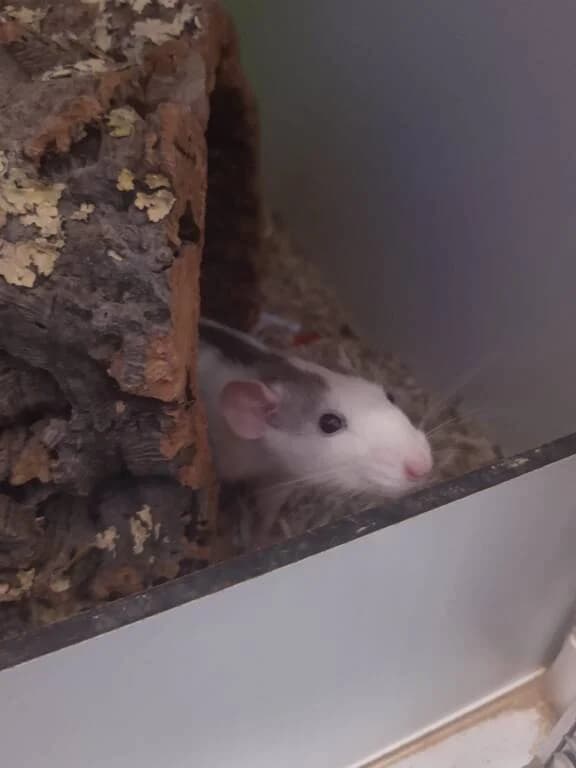 Groep van 11 mannen, male Mixed Breed for adoption at Het Knagertje – Knaagdierenopvang