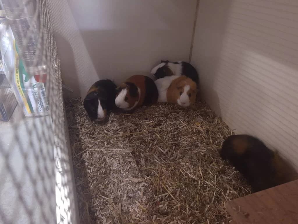 Guus en Mario, male Mixed Breed for adoption at Het Knagertje – Knaagdierenopvang
