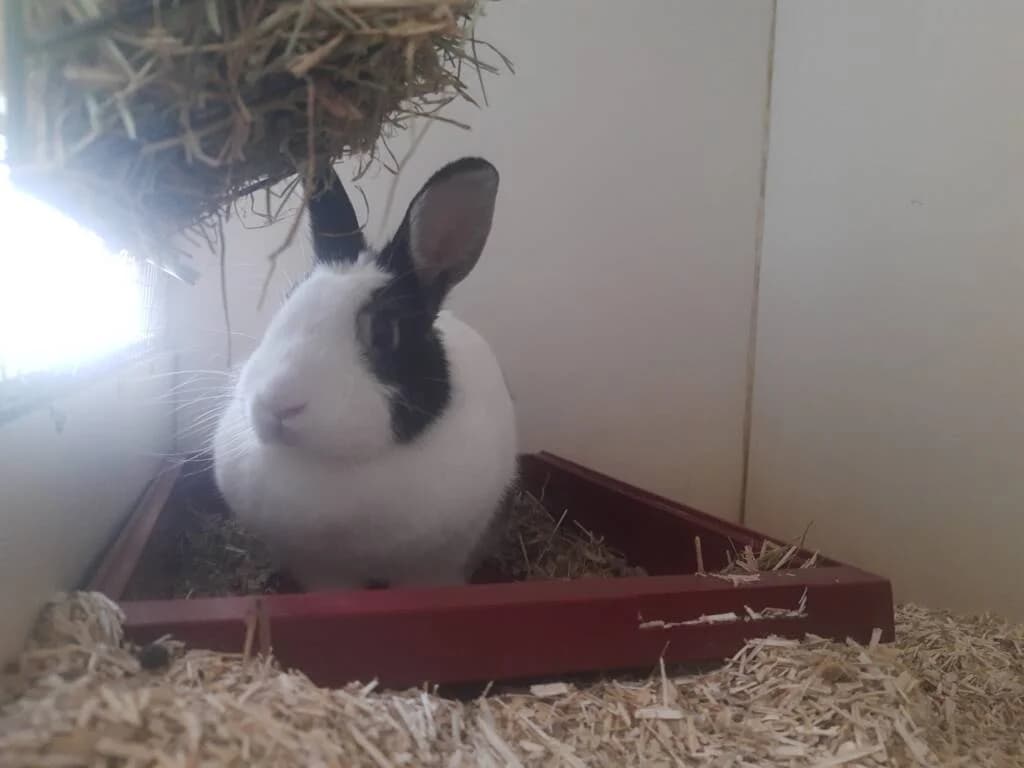 Hope wil graag een lief vriendje, female Mixed Breed for adoption at Het Knagertje – Knaagdierenopvang
