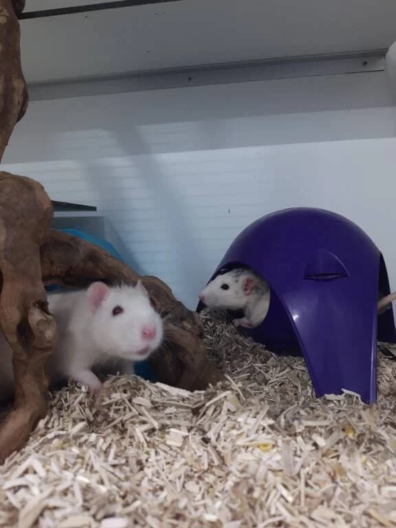 Jip, Huub, Guus en Joost, male young Mixed Breed for adoption at Het Knagertje – Knaagdierenopvang