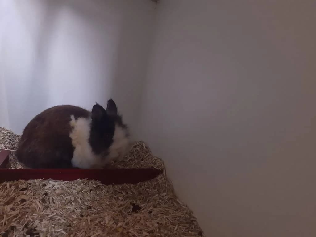Kleef zoekt fijne plek, male Mixed Breed for adoption at Het Knagertje – Knaagdierenopvang