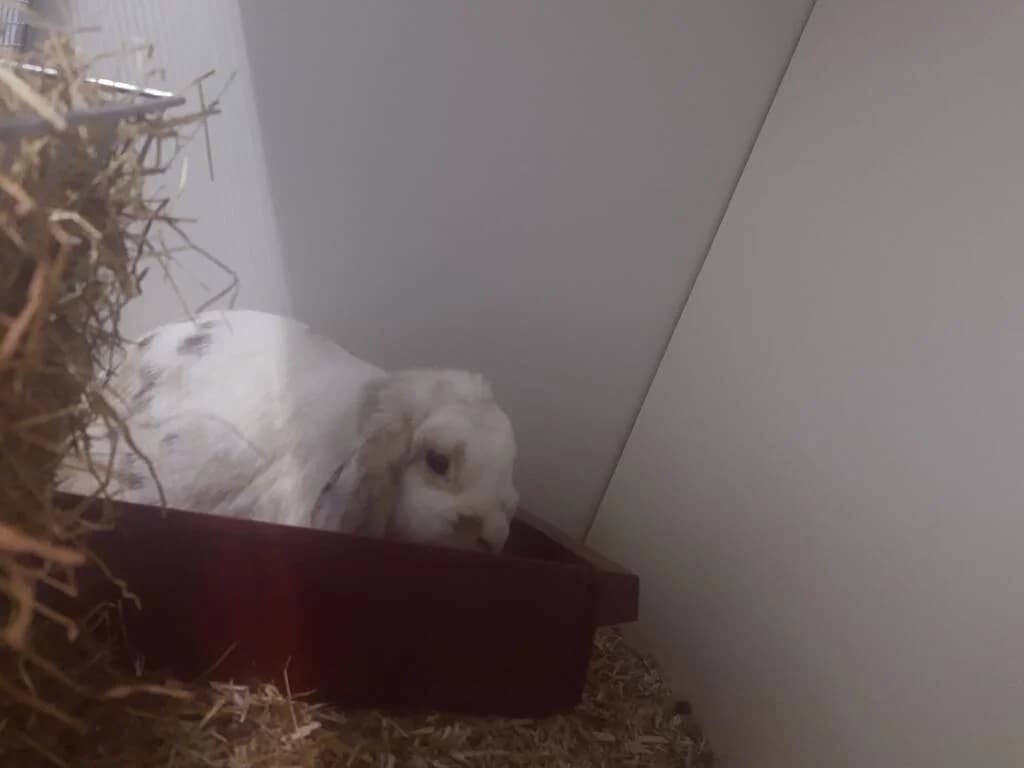 Magnolia zoekt maatje, female Mixed Breed for adoption at Het Knagertje – Knaagdierenopvang