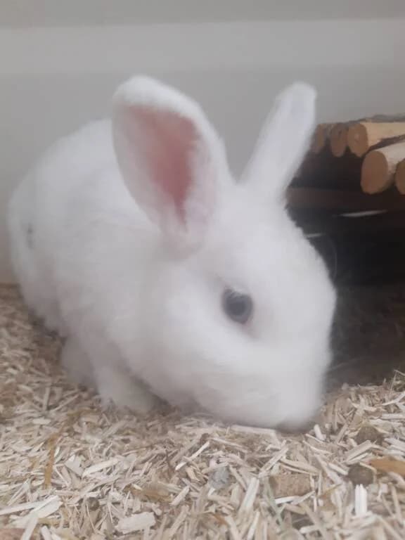 Marisa wordt binnenkort gekoppeld, female 4yo Mixed Breed for adoption at Het Knagertje – Knaagdierenopvang