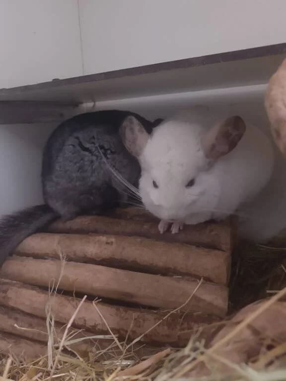 Nando en Angelo, male Mixed Breed for adoption at Het Knagertje – Knaagdierenopvang