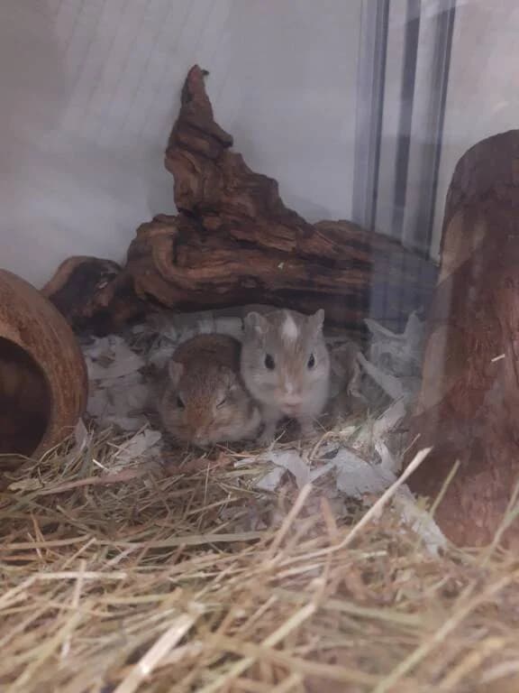 Noord en Zuid, female Mixed Breed for adoption at Het Knagertje – Knaagdierenopvang