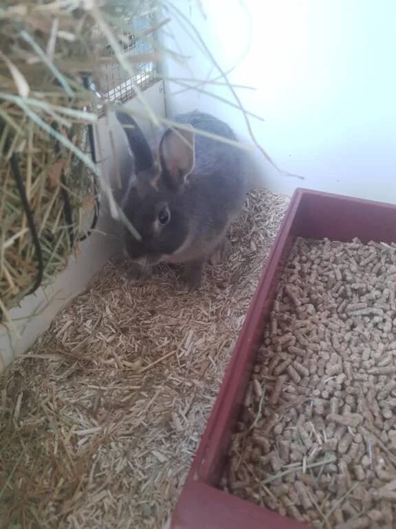 Onyx is gevonden in Maassluis, male Mixed Breed for adoption at Het Knagertje – Knaagdierenopvang