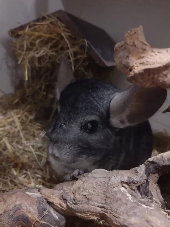 Pip en Pepper zoeken verzorgingshuis, male Mixed Breed for adoption at Het Knagertje – Knaagdierenopvang