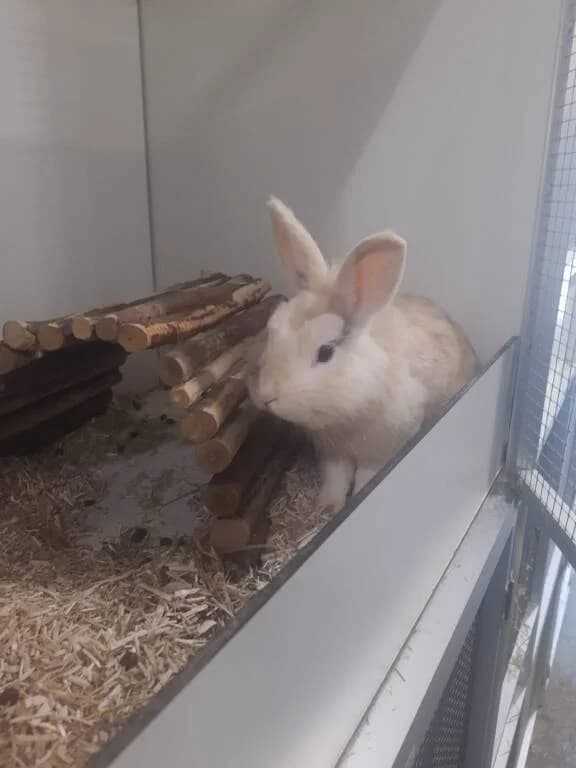 Pip mag op zoek naar een fijn thuis, male Mixed Breed for adoption at Het Knagertje – Knaagdierenopvang