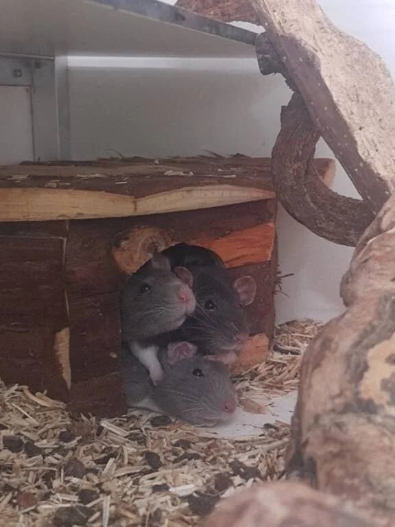 Piper, Prue en Phoebe, female young Mixed Breed for adoption at Het Knagertje – Knaagdierenopvang