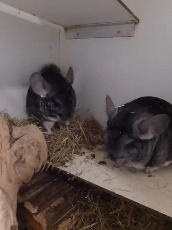 Rock en Stone op zoek naar een forever home, male Mixed Breed for adoption at Het Knagertje – Knaagdierenopvang