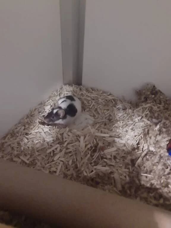 Sniffer (m) de muis zoekt fijn thuis, male Mixed Breed for adoption at Het Knagertje – Knaagdierenopvang