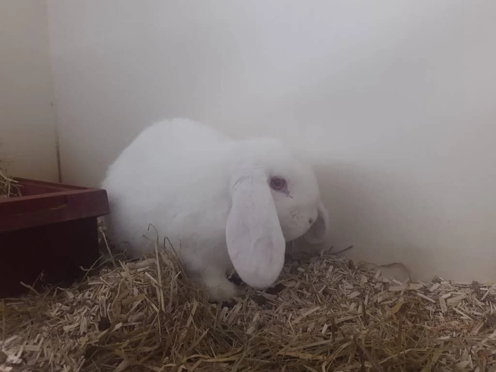 Snowball zoekt lawine, male Mixed Breed for adoption at Het Knagertje – Knaagdierenopvang