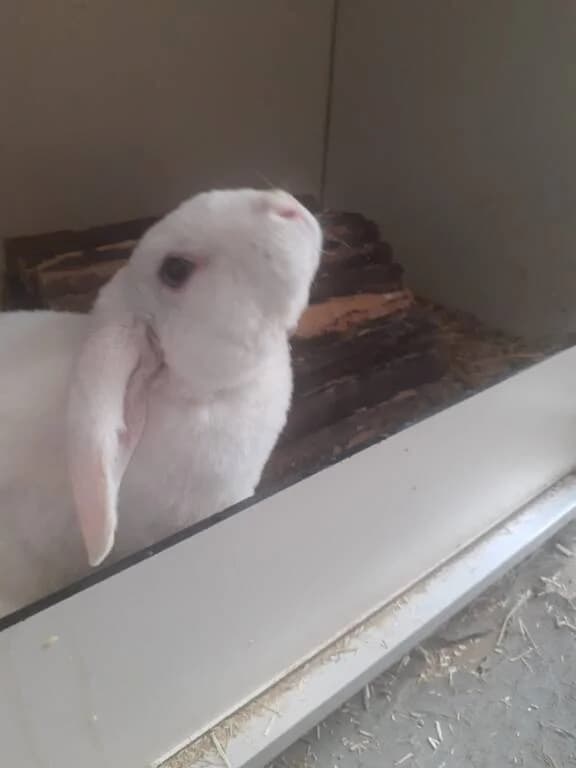 Snowy zoekt fijn thuis, male Mixed Breed for adoption at Het Knagertje – Knaagdierenopvang