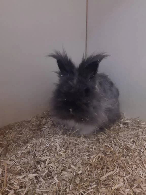 Stamper zoekt nieuw thuis, male Mixed Breed for adoption at Het Knagertje – Knaagdierenopvang