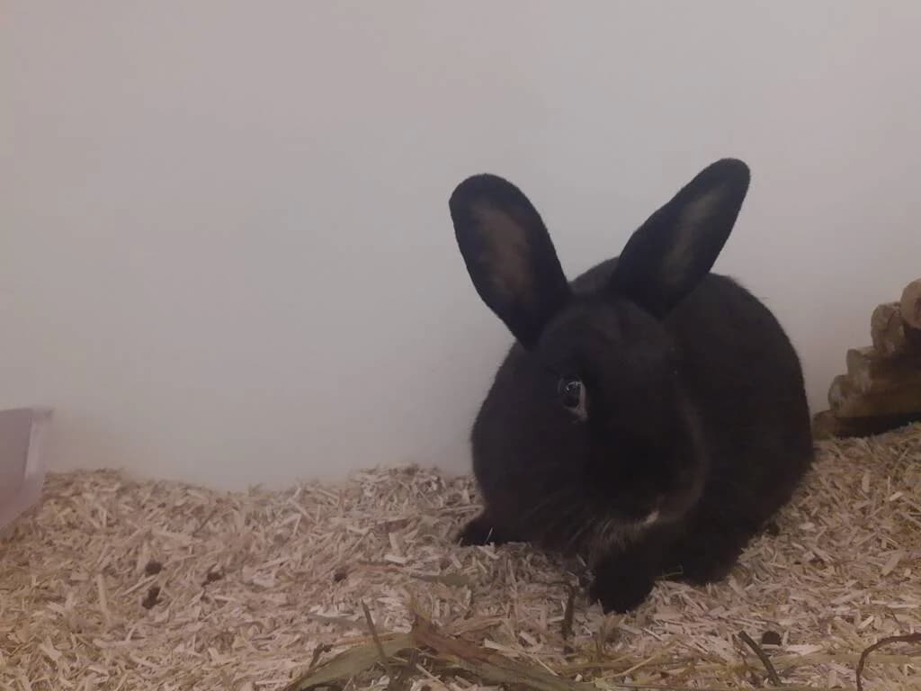 Sven is gevonden op de 13e etage, male Mixed Breed for adoption at Het Knagertje – Knaagdierenopvang