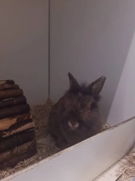 Trappel is gevonden en zoekt huisje, male Mixed Breed for adoption at Het Knagertje – Knaagdierenopvang