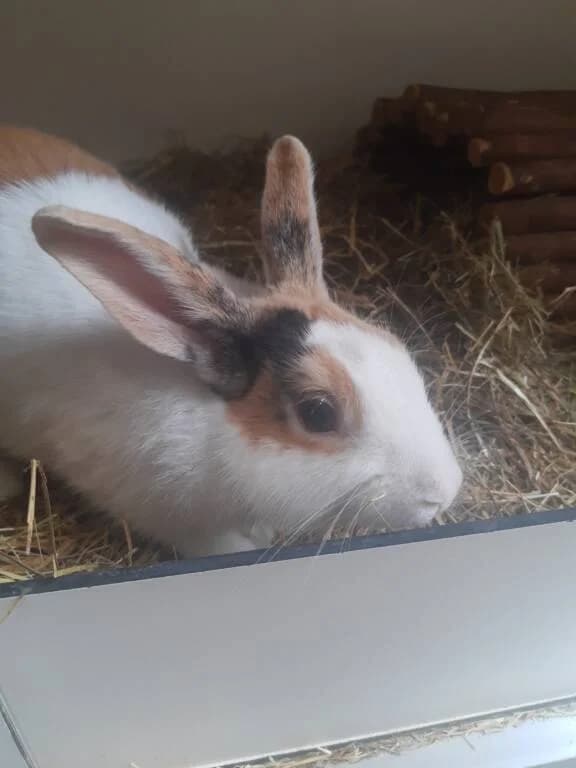 Troppo Carino, male Mixed Breed for adoption at Het Knagertje – Knaagdierenopvang