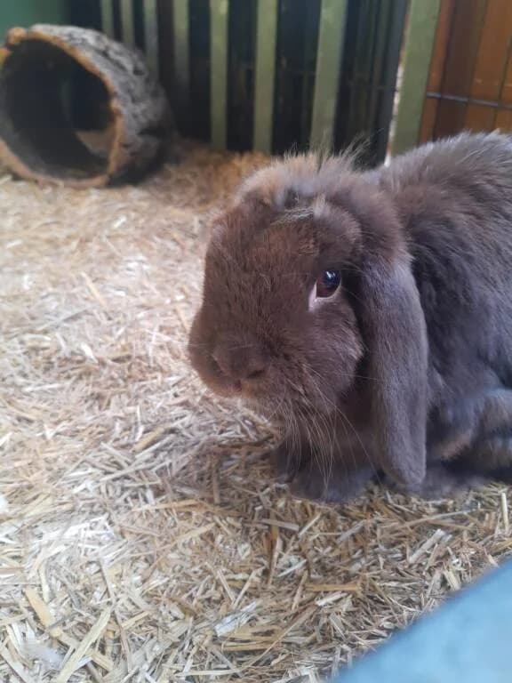 Tsjoekie mist een maatje met tuin, male Mixed Breed for adoption at Het Knagertje – Knaagdierenopvang