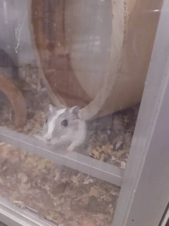 Tulpje zoekt vriendinnetje, female Mixed Breed for adoption at Het Knagertje – Knaagdierenopvang