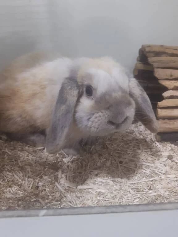 Wie is het meisje voor Otis, male Mixed Breed for adoption at Het Knagertje – Knaagdierenopvang