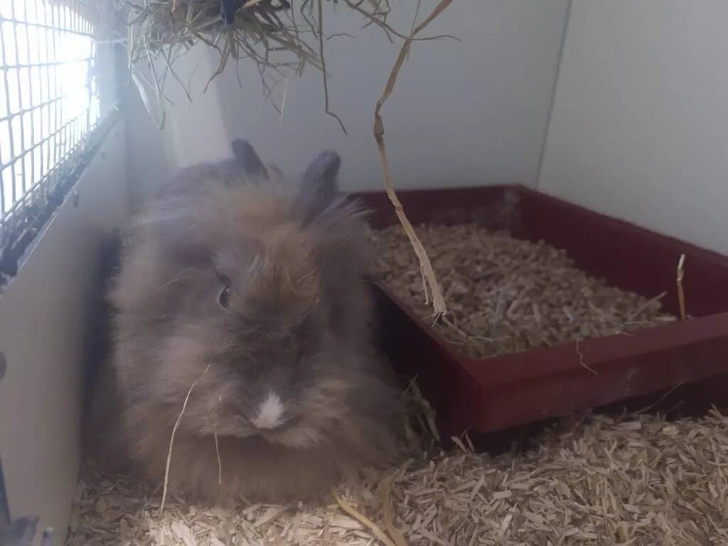 Wie mist Biks, female Mixed Breed for adoption at Het Knagertje – Knaagdierenopvang