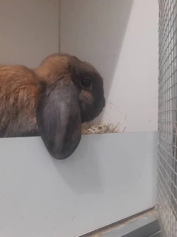 Wie wordt de prinses voor Prins, male Mixed Breed for adoption at Het Knagertje – Knaagdierenopvang