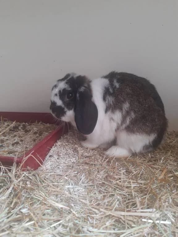 Wie wordt het maatje van Oreo, male Mixed Breed for adoption at Het Knagertje – Knaagdierenopvang