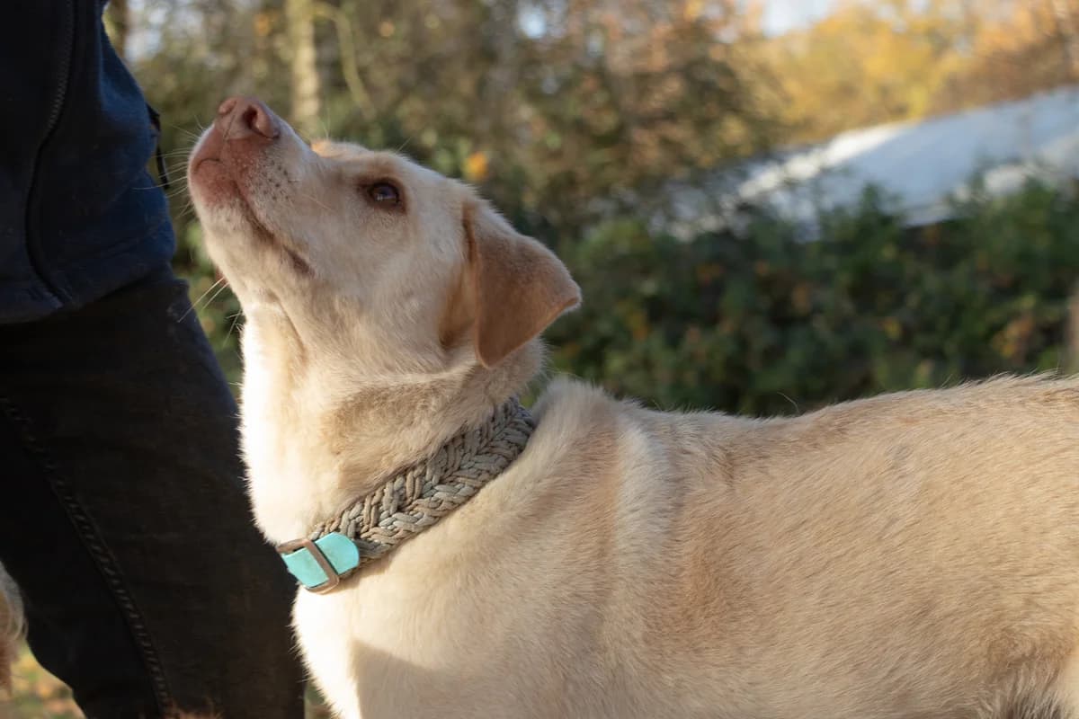 Seppe, male 7yo Mixed Breed for adoption at Stichting Het Huis van de Dieren