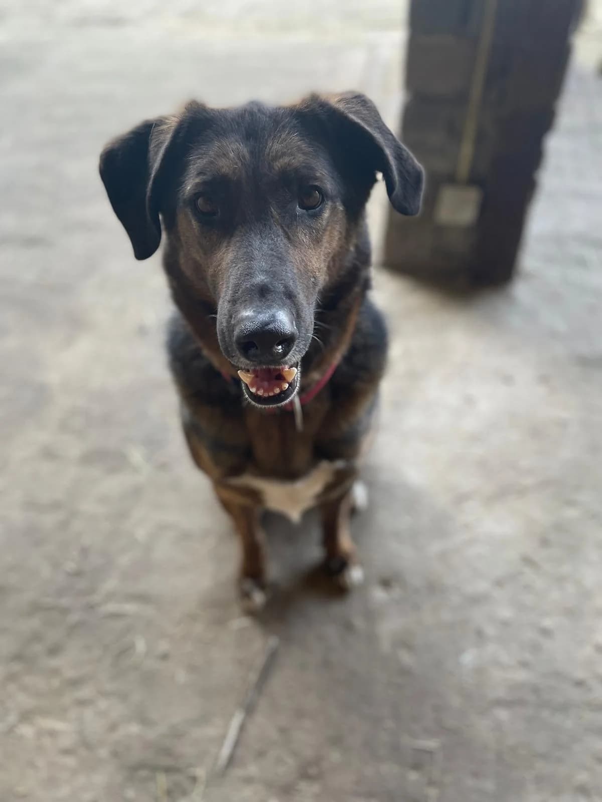 Duke, male 7yo Mixed Breed for adoption at Stichting Het Huis van de Dieren