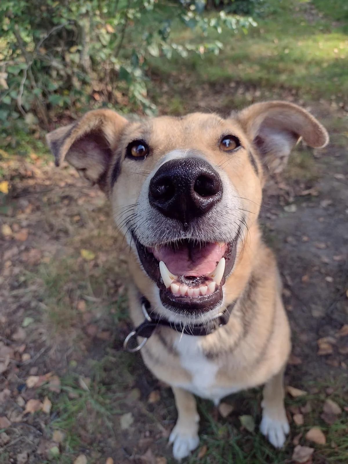 Arthur, male 7yo Mixed Breed for adoption at Stichting Het Huis van de Dieren