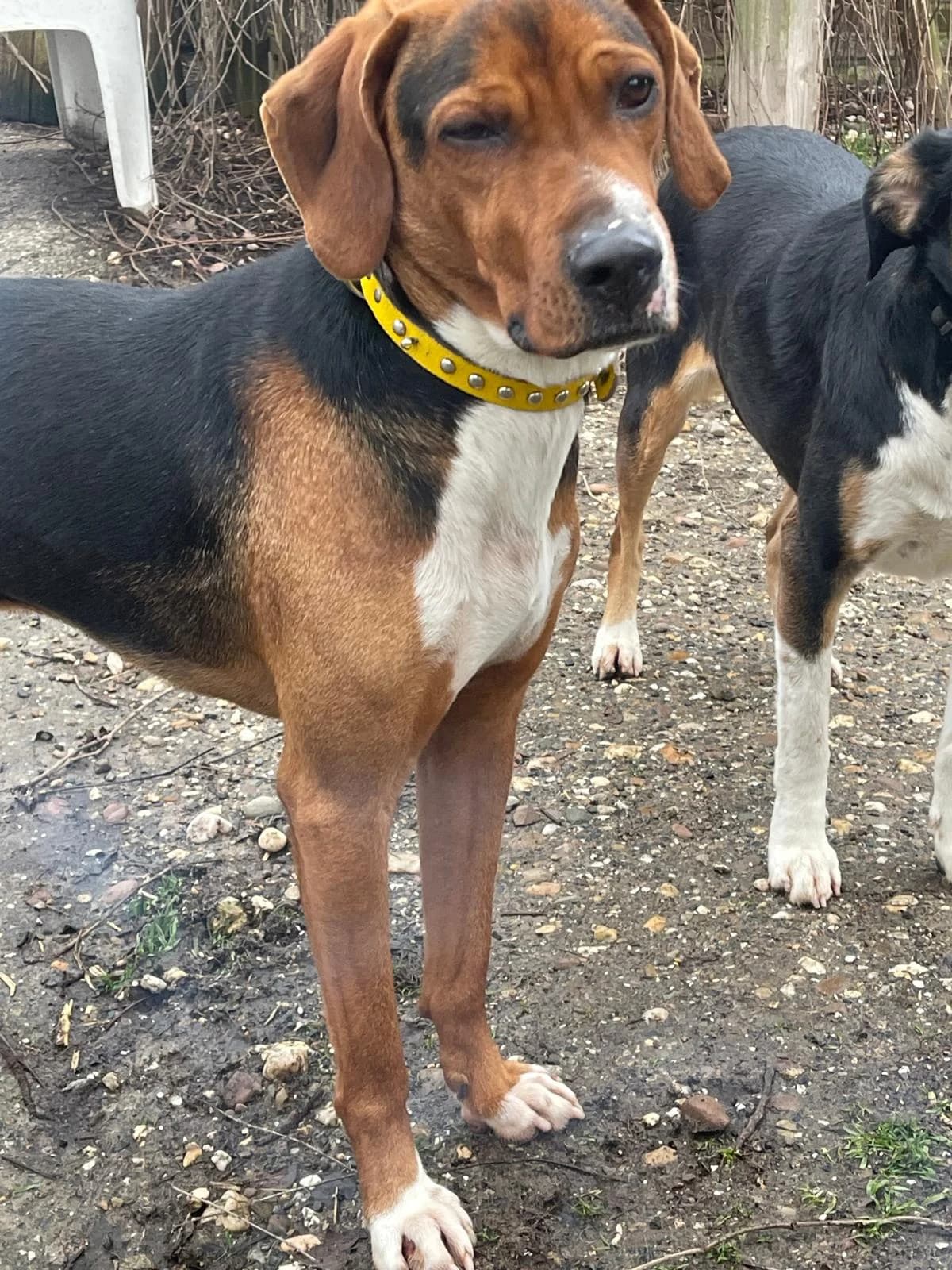 Mythos, male 4yo Mixed Breed for adoption at Stichting Het Huis van de Dieren