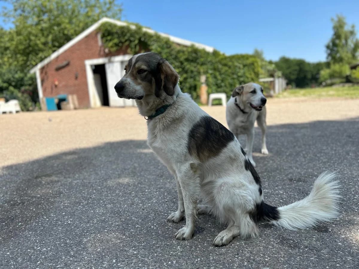 Lea, female 5yo Mixed Breed for adoption at Stichting Het Huis van de Dieren