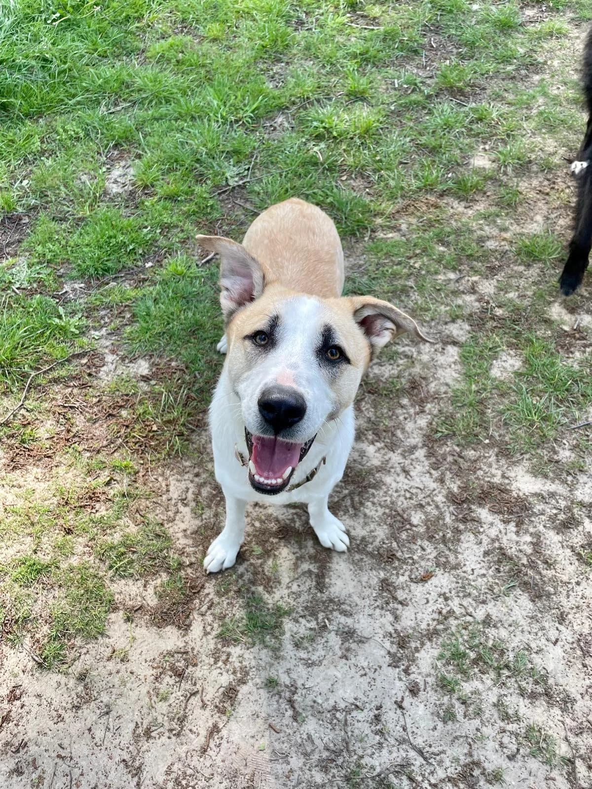 Jo, male 4yo Mixed Breed for adoption at Stichting Het Huis van de Dieren