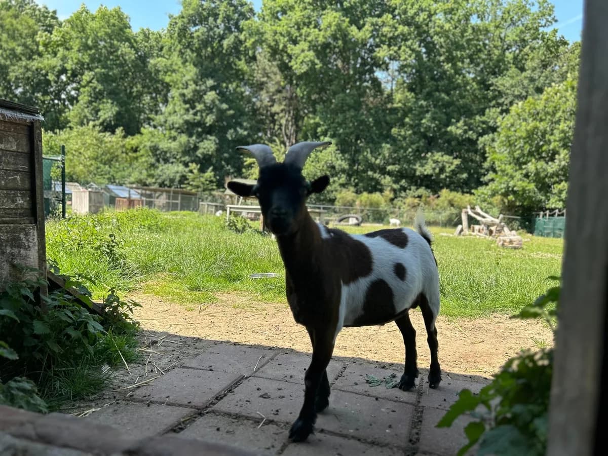 Tray, male 3yo Mixed Breed for adoption at Stichting Het Huis van de Dieren