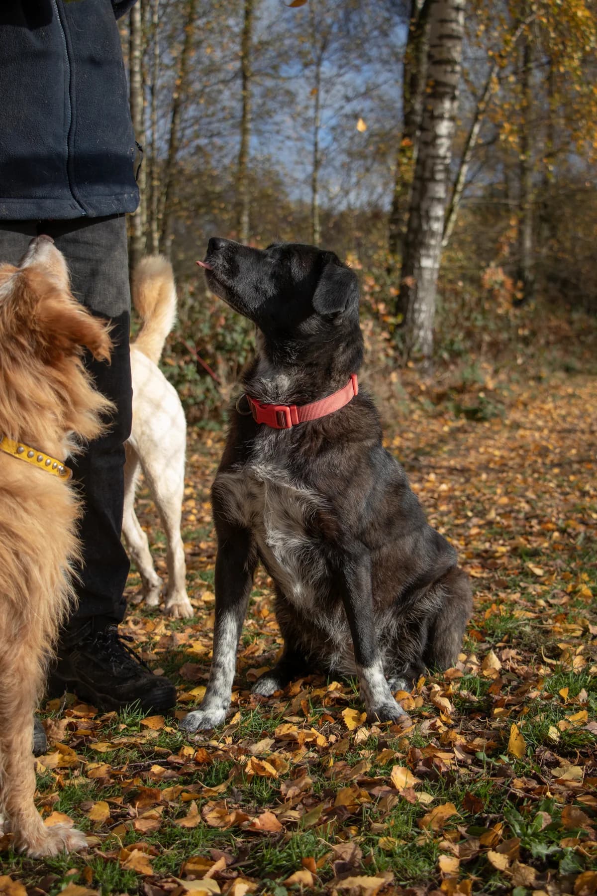 Lucy, female 7yo Mixed Breed for adoption at Stichting Het Huis van de Dieren